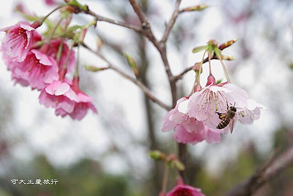 Formosa Cherry_84