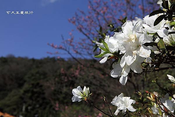 Yangmingshan_9