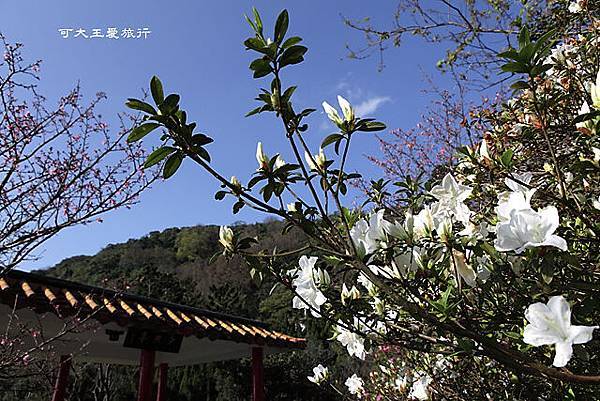 Yangmingshan_11