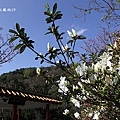 Yangmingshan_11