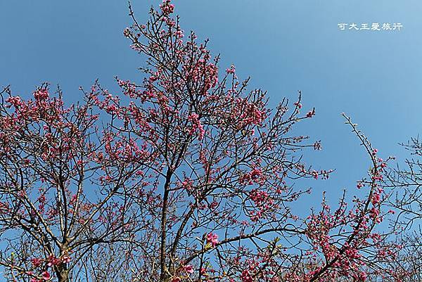 Yangmingshan_15