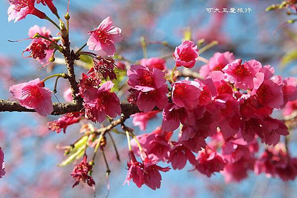 Yangmingshan_20