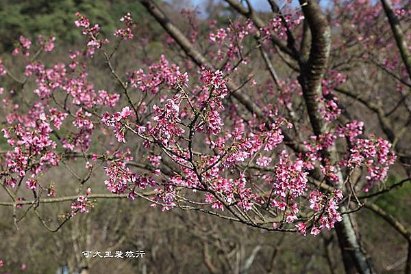 Yangmingshan_27