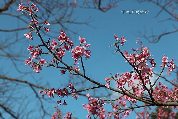 Yangmingshan_28