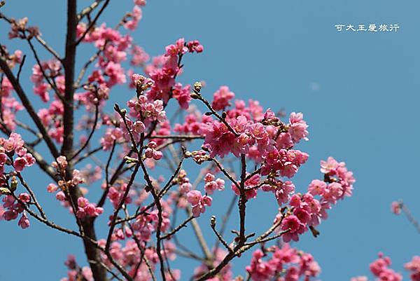 Yangmingshan_31