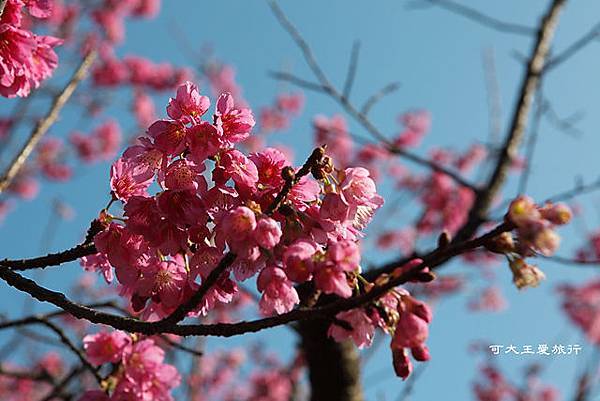 Yangmingshan_33