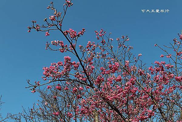 Yangmingshan_34