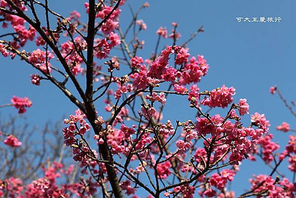 Yangmingshan_35