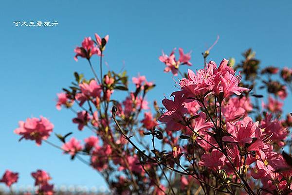 Yangmingshan_38