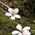 tung blossom_4.jpg