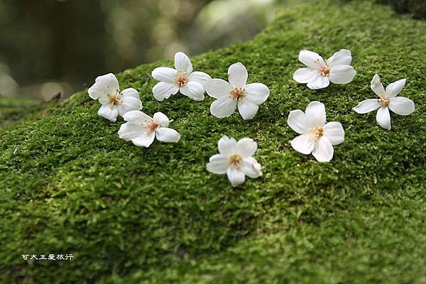 tung blossom_15.jpg