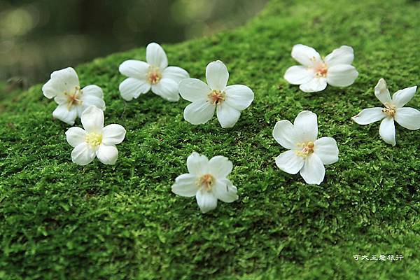 tung blossom_16.jpg