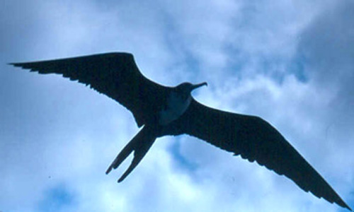 Galapagos-Islands-Frigate-Bird