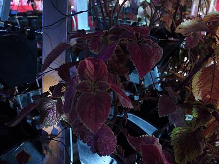 PC240026 (Copy).JPG PC240026 (Copy).JPG