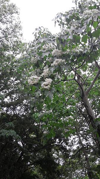 20150419_150811 (Copy).jpg