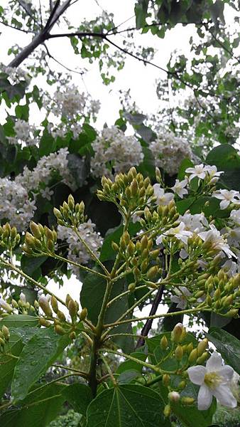 20150419_155456 (Copy).jpg