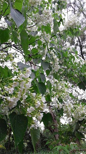 20150419_160617 (Copy).jpg