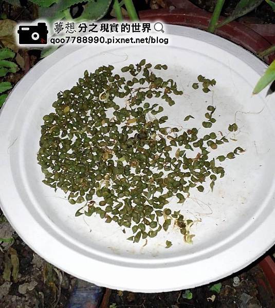 綠豆殼.jpg