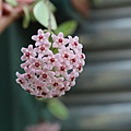 IMG_0774
