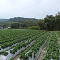 SAM_0372