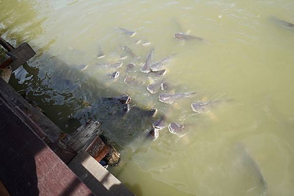 DSC05219.JPG DSC05219.JPG