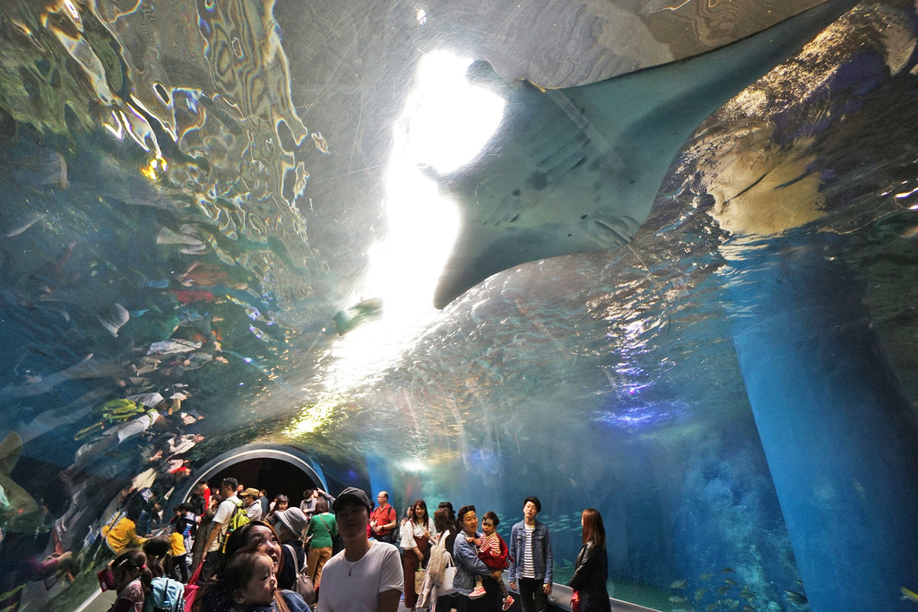 水族館 東京