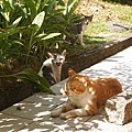 DSC01874.JPG