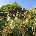 DSC09675.JPG