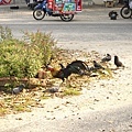 DSC09441.JPG