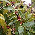 DSC09265.JPG