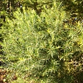 DSC00394.JPG