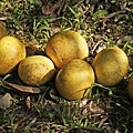 DSC00453.JPG