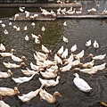 DSC05432.JPG