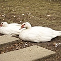 DSC05137.JPG
