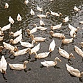 DSC05190.JPG