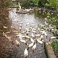 DSC05178.JPG