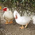 DSC05185.JPG