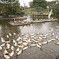 DSC05195.JPG