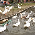 DSC05157.JPG
