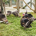 DSC05401.JPG