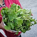 DSC04237.JPG