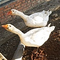 DSC04263.JPG