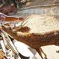 DSC05997.JPG