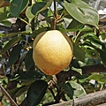 DSC01954.JPG