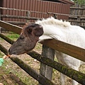 DSC02338.JPG