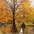 DSC06132.JPG