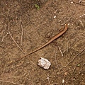DSC07980.JPG