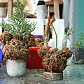 DSC00440.JPG