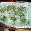 DSC00453.JPG