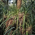 DSC00007.JPG